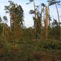 Połamany las obw.25 sierpień 2012