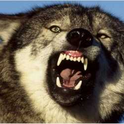 Wilki