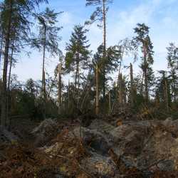 Żywioł