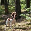 Cleo - Mały Münsterländer - wł. Mariusz