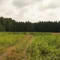 Poletko
